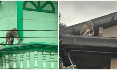A Monkey 'Kidnaps' A Kitty In Thailand, Bonds And Become The Unlikeliest Of Friends - WORLD OF BUZZ