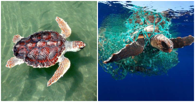 Penang Fisherman Finds Rare Loggerhead Turtle Trapped in Net & Too Weak to Swim - WORLD OF BUZZ