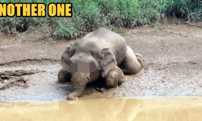 Pygmy Elephant Found Dead Floating In Sabah River, Likely Shot to Death - WORLD OF BUZZ