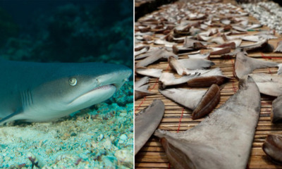 Malaysia is One of The Top 20 Countries Who Votes AGAINST the Protection of Endangered Shark Species - WORLD OF BUZZ