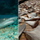 Malaysia is One of The Top 20 Countries Who Votes AGAINST the Protection of Endangered Shark Species - WORLD OF BUZZ