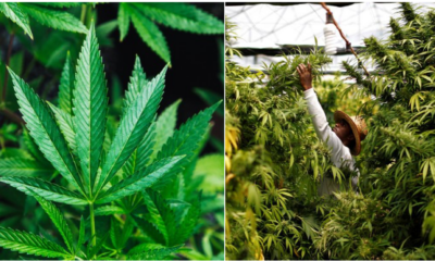 Six Cannabis Plants Allowed For One Home Under Proposed Law In Thailand - WORLD OF BUZZ 3