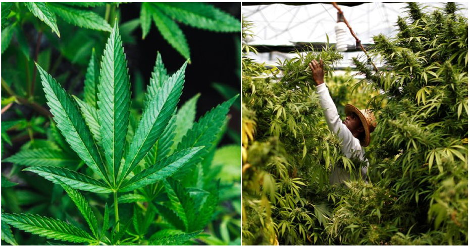 Six Cannabis Plants Allowed For One Home Under Proposed Law In Thailand - WORLD OF BUZZ 3