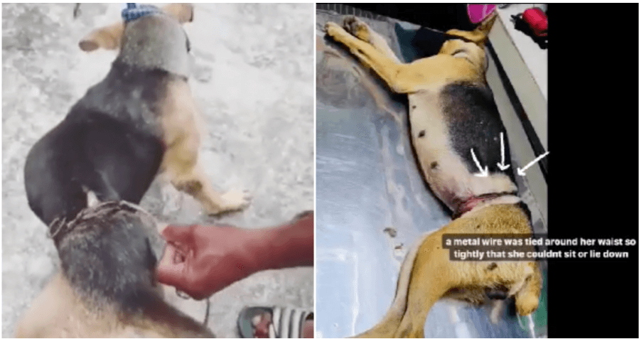 Someone Abused A Dog By Wrapping A Metal Wire Around Its Body Tightly Until She Can't Sit - WORLD OF BUZZ 4