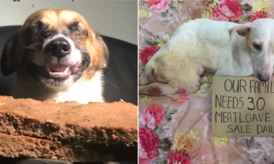 This Dog Shelter Needs Your Help to Care for Its 107 Rescued Blind & Paralysed Dogs! - WORLD OF BUZZ