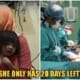 19mo M’sian Baby Has 20 Days Left To Live, Parents Need RM25,000 To Afford Her Heart Surgery - WORLD OF BUZZ