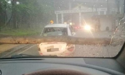 A Female Student Was Tragically Crushed to Death by Fallen Tree Infront of Universiti Malaya - WORLD OF BUZZ