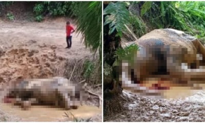 Another Pygmy Elephant Has Been Cruelly Killed With Its Tusks Removed In A Sabah Plantation - WORLD OF BUZZ
