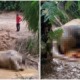 Another Pygmy Elephant Has Been Cruelly Killed With Its Tusks Removed In A Sabah Plantation - WORLD OF BUZZ