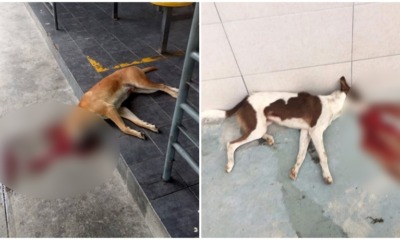 5 Dogs Allegedly Poisoned To Death In Shah Alam Found In Pools of Their Own Blood - WORLD OF BUZZ