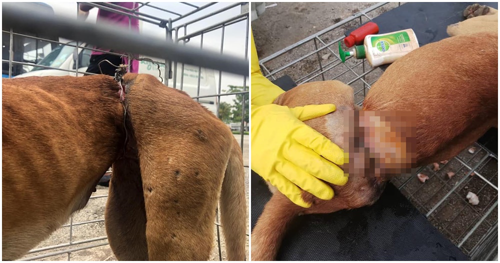 Doggo Mercilessly Tied To A Fence With A Metal Wire, Abused For An Entire YEAR Before It Was Rescued - WORLD OF BUZZ 8