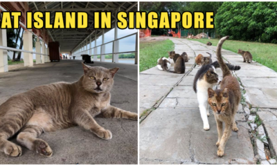Forget Flying All the Way to Japan to Visit the Cat Island, There's One Here Right in Singapore! - WORLD OF BUZZ 7