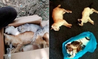 17 Stray Cats Were Died in Pahang After They Were Fed PoisRaw Chicken Head Mixed With Poison - WORLD OF BUZZ
