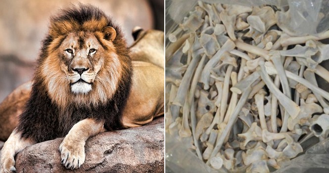 South Africa Seized 342kg Of Lion Bones That Was Supposed To Be Shipped To Malaysia - WORLD OF BUZZ