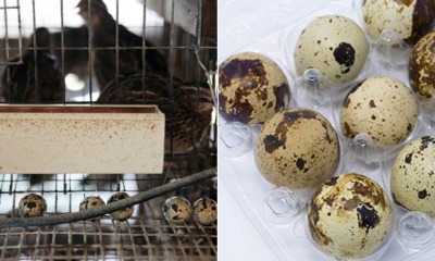 M'sian Quail Eggs Found to Have Drugs in Them, Barred From Entering Singapore - WORLD OF BUZZ