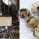 M'sian Quail Eggs Found to Have Drugs in Them, Barred From Entering Singapore - WORLD OF BUZZ