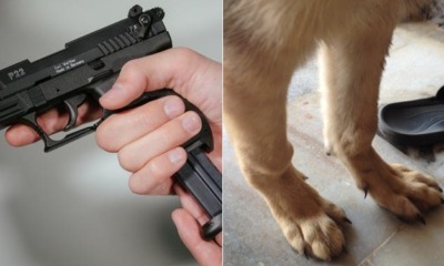 Ipoh Man Went Amok Because Fiancee Wants To Break Up, Ends Up Shooting Doggo's Leg - WORLD OF BUZZ 1