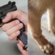 Ipoh Man Went Amok Because Fiancee Wants To Break Up, Ends Up Shooting Doggo's Leg - WORLD OF BUZZ 1