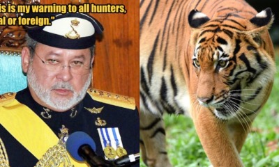 Johor Sultan Urges PERHILITAN to Improve Wildlife Preservation to Protect Our Tigers - WORLD OF BUZZ 1