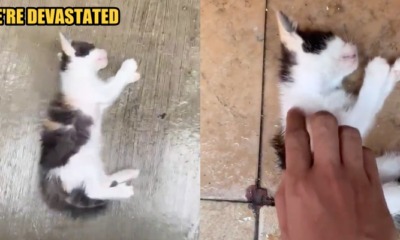 Man Saw Neighbour's Kids Throwing Something Off Their Building, Noticed It was a Dead Kitten - WORLD OF BUZZ