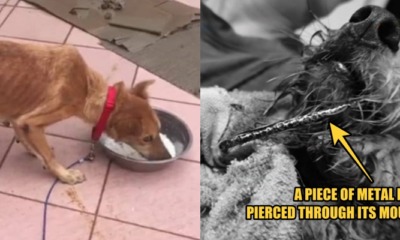 Miri Woman Abuses ELEVEN Dogs, 1 of Them Bit the Cage Due to Extreme Hunger - WORLD OF BUZZ