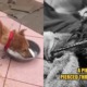 Miri Woman Abuses ELEVEN Dogs, 1 of Them Bit the Cage Due to Extreme Hunger - WORLD OF BUZZ