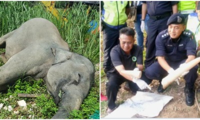 Murderers Of Borneo Pygmy Elephant Have Been Caught And They're Not Poachers - WORLD OF BUZZ
