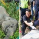 Murderers Of Borneo Pygmy Elephant Have Been Caught And They're Not Poachers - WORLD OF BUZZ