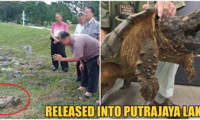 Netizens Outraged After People Released A Snapping Turtle Into The Putrajaya Lake - WORLD OF BUZZ