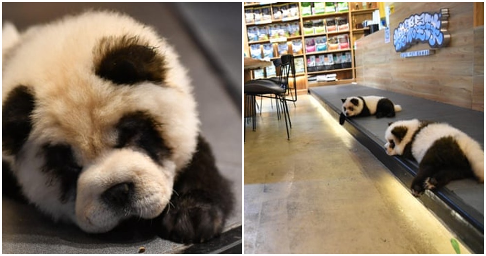 'Panda' Pet Cafe Under Fire By Netizens For Dyeing Chow Chows To Look Like Pandas - WORLD OF BUZZ 3