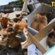 Phew! The Cats in Okishima, Japan Are Relocated to a Safe Place While The Typhoon Hits - WORLD OF BUZZ