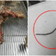 Sabah Owner Cruelly Neglects Puppy After A Metal Rod Pierces Through Its Throat & Mouth - WORLD OF BUZZ 2
