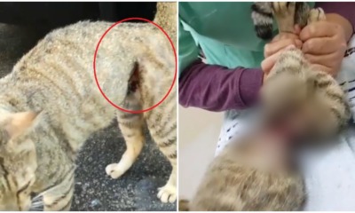 Someone Cruelly Tied A Metal Wire On This Cat So Tight That It ALMOST Split In Half - WORLD OF BUZZ 3