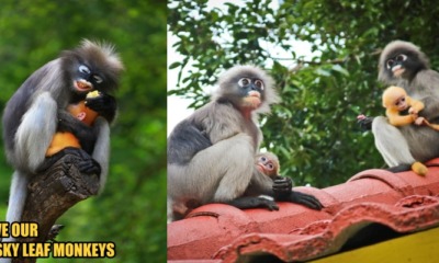 Threatened Species: Dusky Leaf Monkeys are Killed Because of the Deforestation in Penang - WORLD OF BUZZ