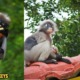 Threatened Species: Dusky Leaf Monkeys are Killed Because of the Deforestation in Penang - WORLD OF BUZZ