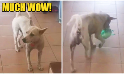 Watch: Cute 'Tapau' Stray Dog Stole Netizen's Heart And Went Viral - WORLD OF BUZZ