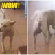 Watch: Cute 'Tapau' Stray Dog Stole Netizen's Heart And Went Viral - WORLD OF BUZZ