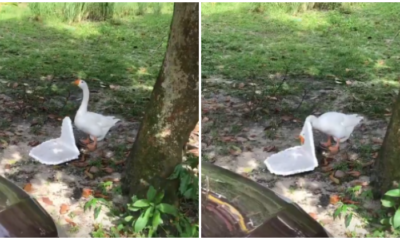 Goose in Malaysian Village Chomping Down on Polystyrene Will Make - WORLD OF BUZZ