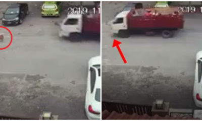 Dog Chilling in the Middle of the R - WORLD OF BUZZ