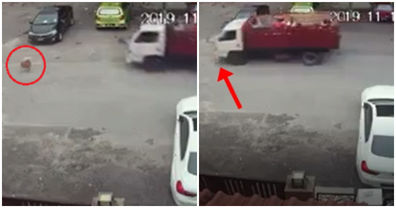 Dog Chilling in the Middle of the R - WORLD OF BUZZ