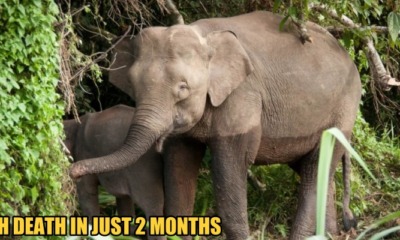 A Borneo Pygmy Elephant was Found Poisoned to Death in a Sabah Plantation - WORLD OF BUZZ