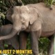 A Borneo Pygmy Elephant was Found Poisoned to Death in a Sabah Plantation - WORLD OF BUZZ