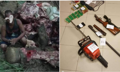 An Orang Asli In Kelantan Nabbed For Allegedly Shooting And Slaughtering An Elephant To Get Its Body Parts - WORLD OF BUZZ 3