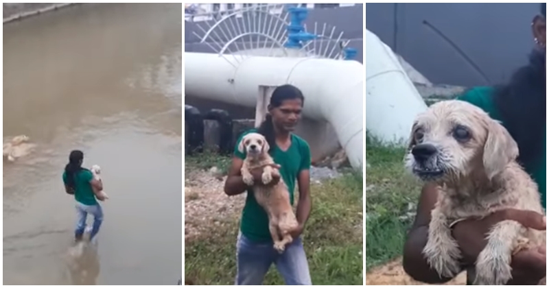 Brave Lady Saves Shih Tzu Who Was Thrown Into The River Near Sungai Langat - WORLD OF BUZZ 1