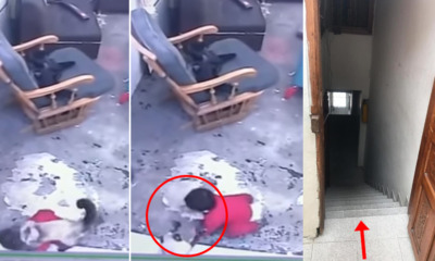 Watch: Cute C - WORLD OF BUZZ 1