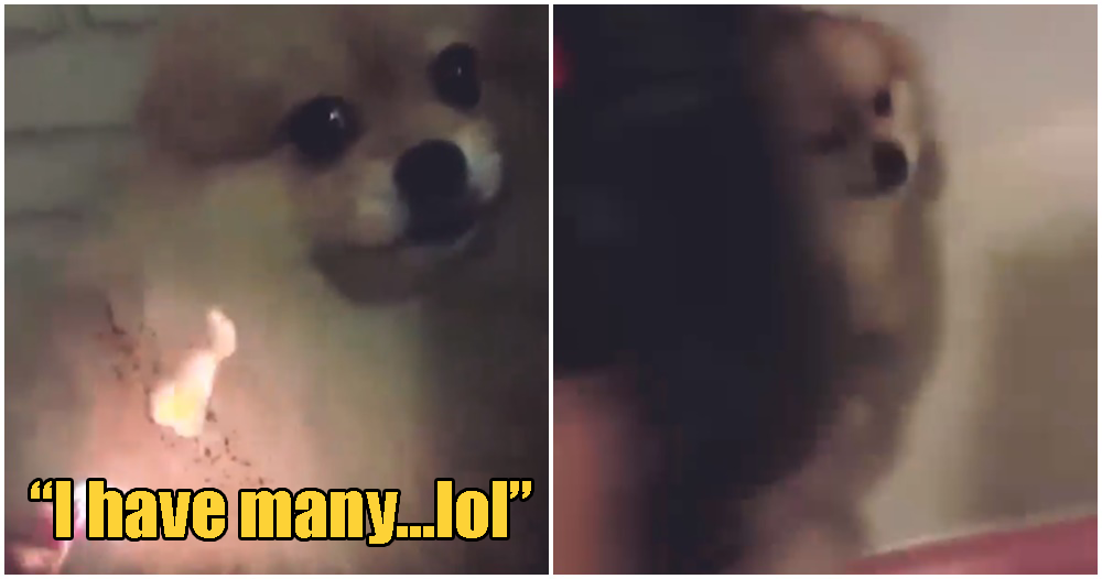 Cruel Man Sets Doggo On Fire & Hits It With A Helmet, Says He “Has Many” Dogs - WORLD OF BUZZ