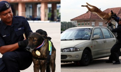 12yo Doggo Gets Medal From PDRM After He Helped Solve A Murder Case - WORLD OF BUZZ
