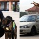 12yo Doggo Gets Medal From PDRM After He Helped Solve A Murder Case - WORLD OF BUZZ