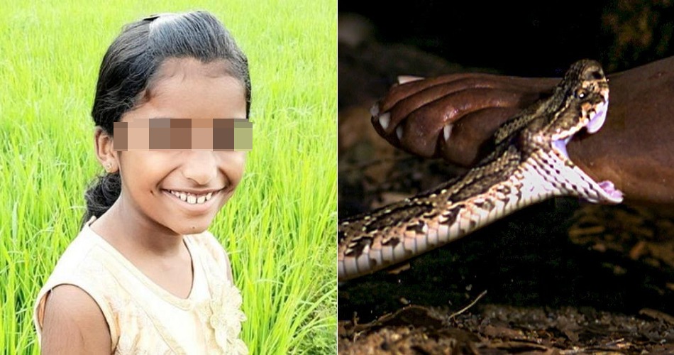 9yo Girl Complains To Teachers About Venomous Snake Bite, Ends Up Dying After They Ignored Her - WORLD OF BUZZ