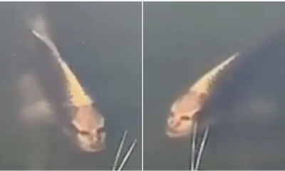 Fish Spotted With "A Human Face" Swimming In A Pond In China - WORLD OF BUZZ 1